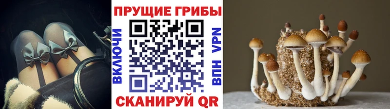 цены Семёнов Псилоцибиновые грибы Magic Shrooms